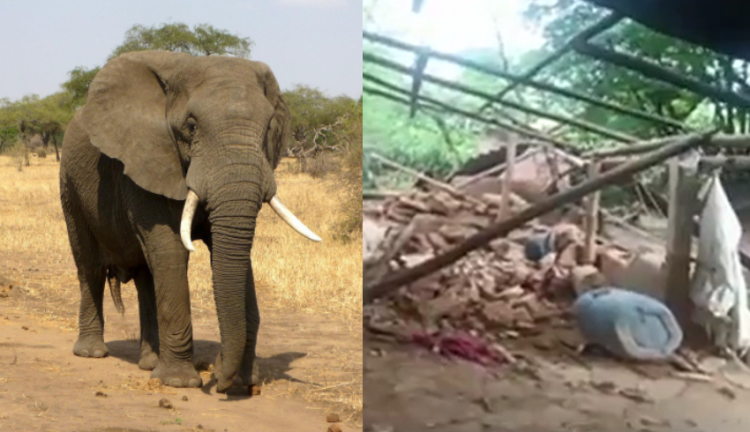Elefante que matou idosa e a pisoteou em funeral reúne manada e destrói  vilarejo da vítima | Jovem Pan