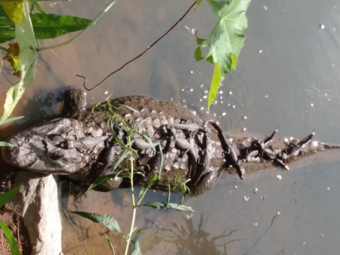 Jacaré é flagrado tomando sol com 11 filhotes em lagoa de Belo Horizonte 3 jacare com 11 filhotes
