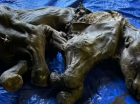 Corpo de filhote de mamute encontrado no Canadá