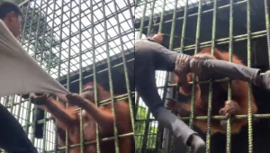 orangotango agarra turista