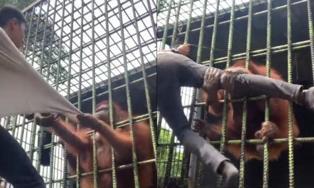 orangotango agarra turista