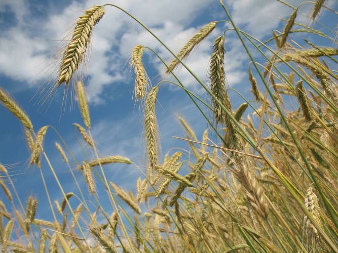 Produção de trigo no Brasil cai mesmo após estimativas indicarem menor safra