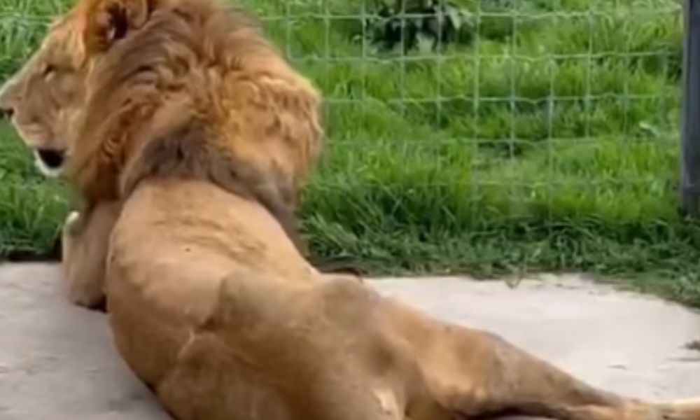 Lions eat their tails to avoid starvation at a zoo in Mexico
