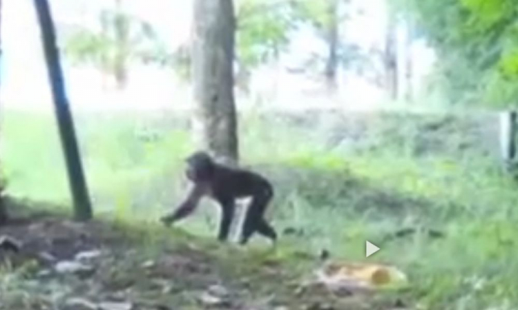 Macacos fofos se juntam para sair na foto em parque no Japão