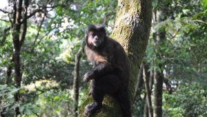 macacos ataca pessoas no Japão