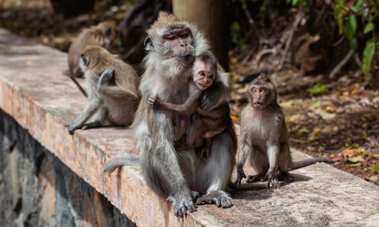 macacos matam bebe