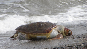 tartarugas marinhas mortas esfaqueadas