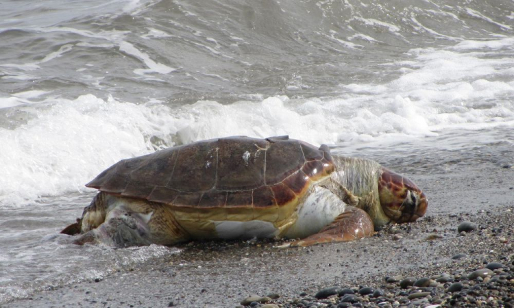 tartarugas marinhas mortas esfaqueadas