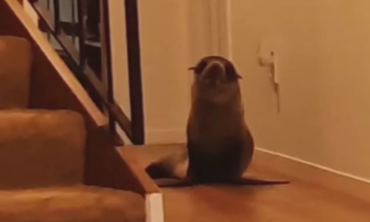 seal invading house (1)