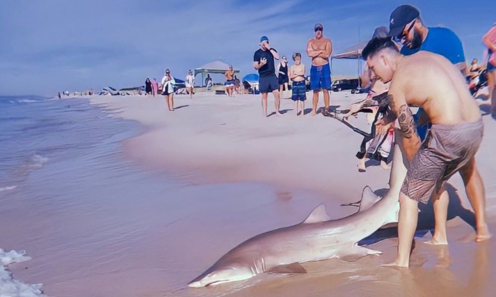 homem pesca tubarão com a mão