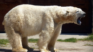 urso polar ataca turista