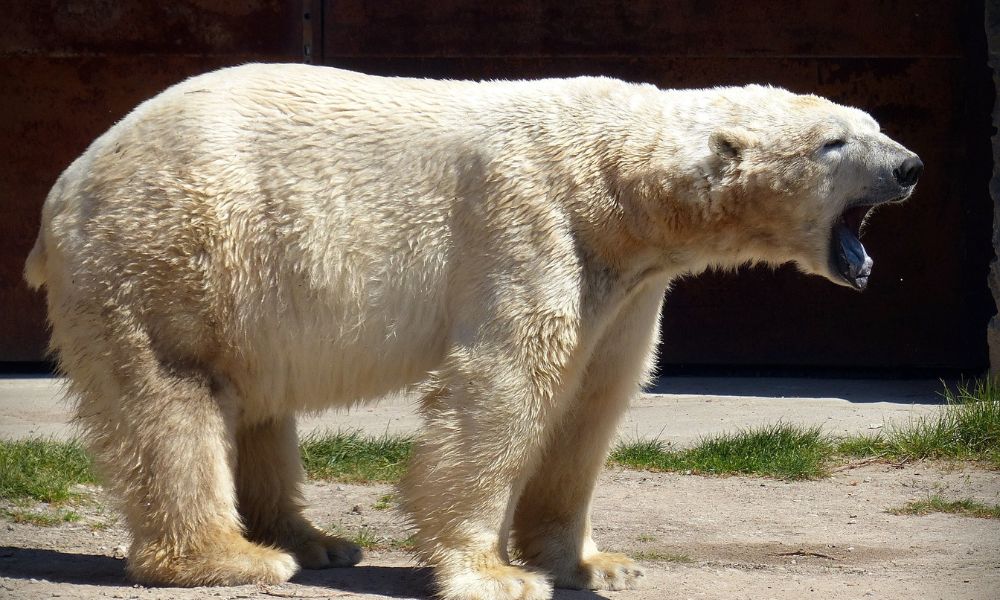urso polar ataca turista