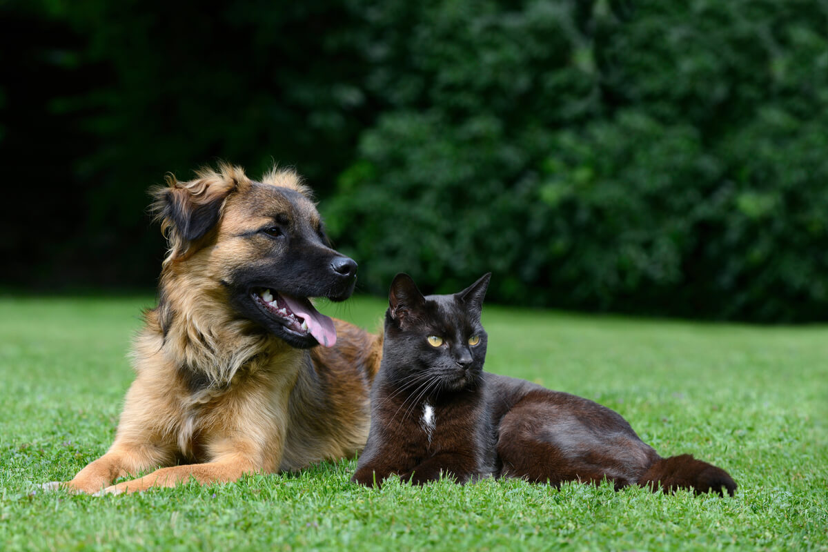 Alguns hábitos são indispensáveis para manter seu pet saudável 