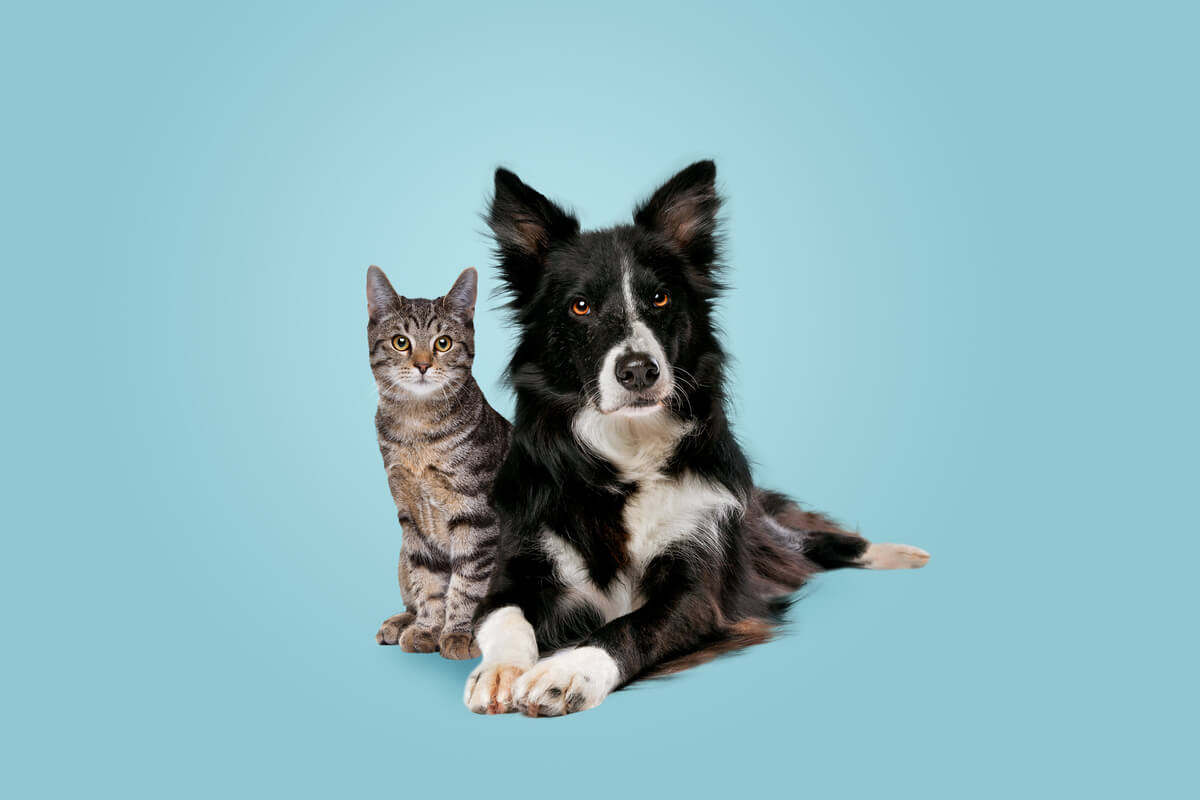 Visitas regulares ao veterinário são importantes para qualidade de vida dos pets 