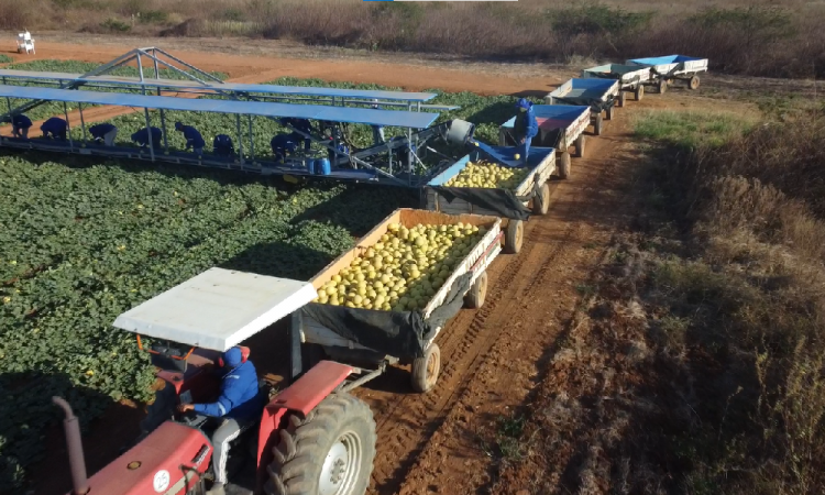 Foto de drone mostra caminhão com vários vagões, sendo o primeiro carregado de frutas