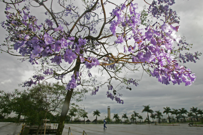 Primavera em São Paulo