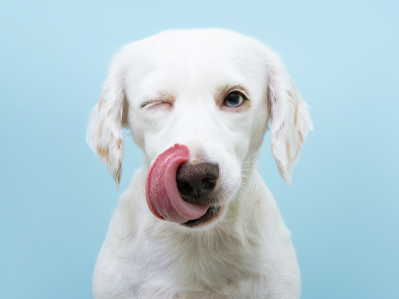 Substância presente no cacau é tóxica aos pets 