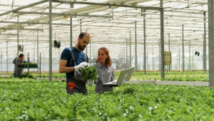 Homem agricultor mostrando saladas frescas cultivadas para empresária agrônoma discutindo a produção