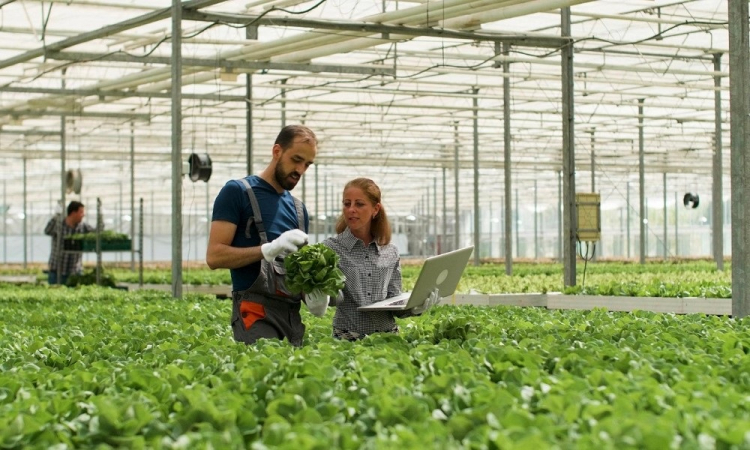 Homem agricultor mostrando saladas frescas cultivadas para empresária agrônoma discutindo a produção
