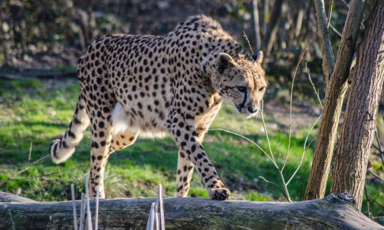 cheetahs return to india
