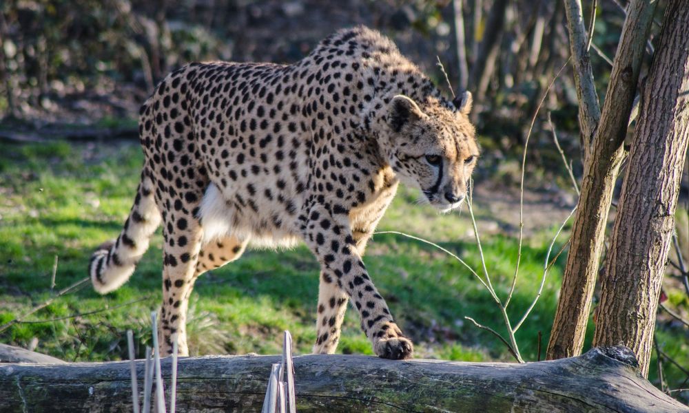 Guepardos voltam à Índia após 70 anos de extinção