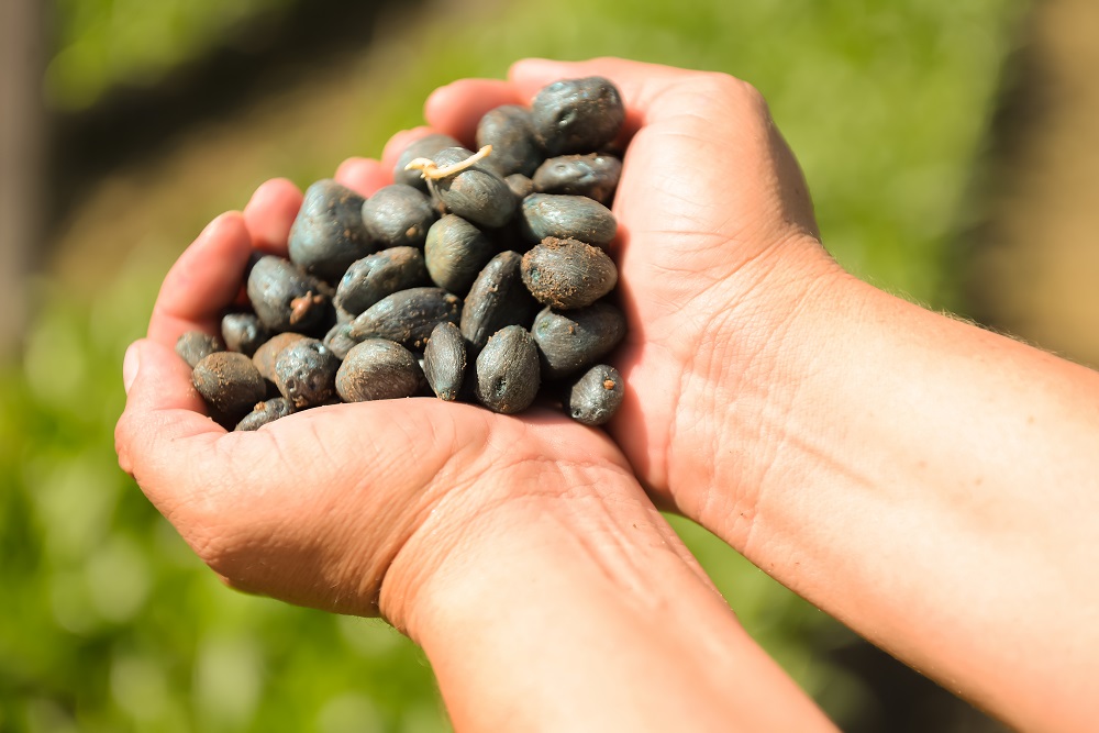 Sementes da palma de óleo cultivadas pelas agricultoras da BBF no Pará e
Roraíma