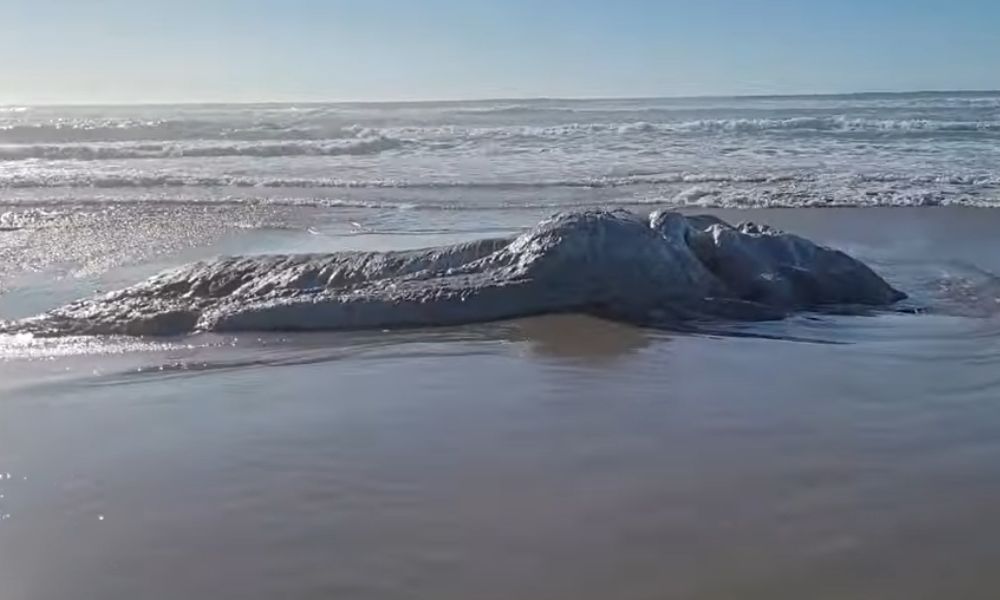 The mysterious white-haired sea monster frightens American beachgoers