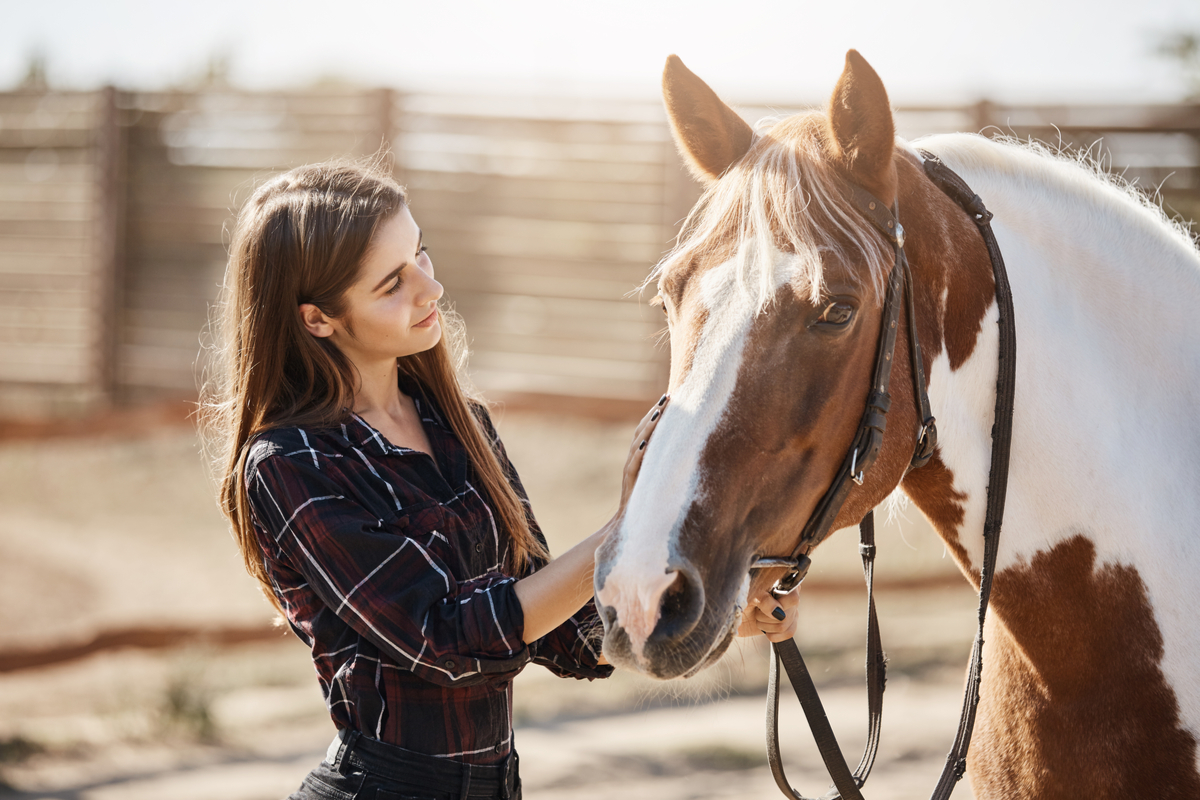 Cavalos também podem ser criados como  animais de estimação 