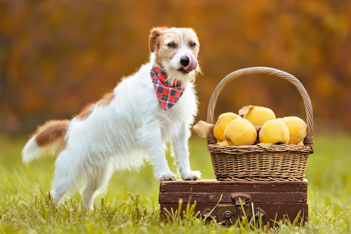 Oferecer frutas que não são digeridas pelo organismo do cão pode afetar a sua saúde 