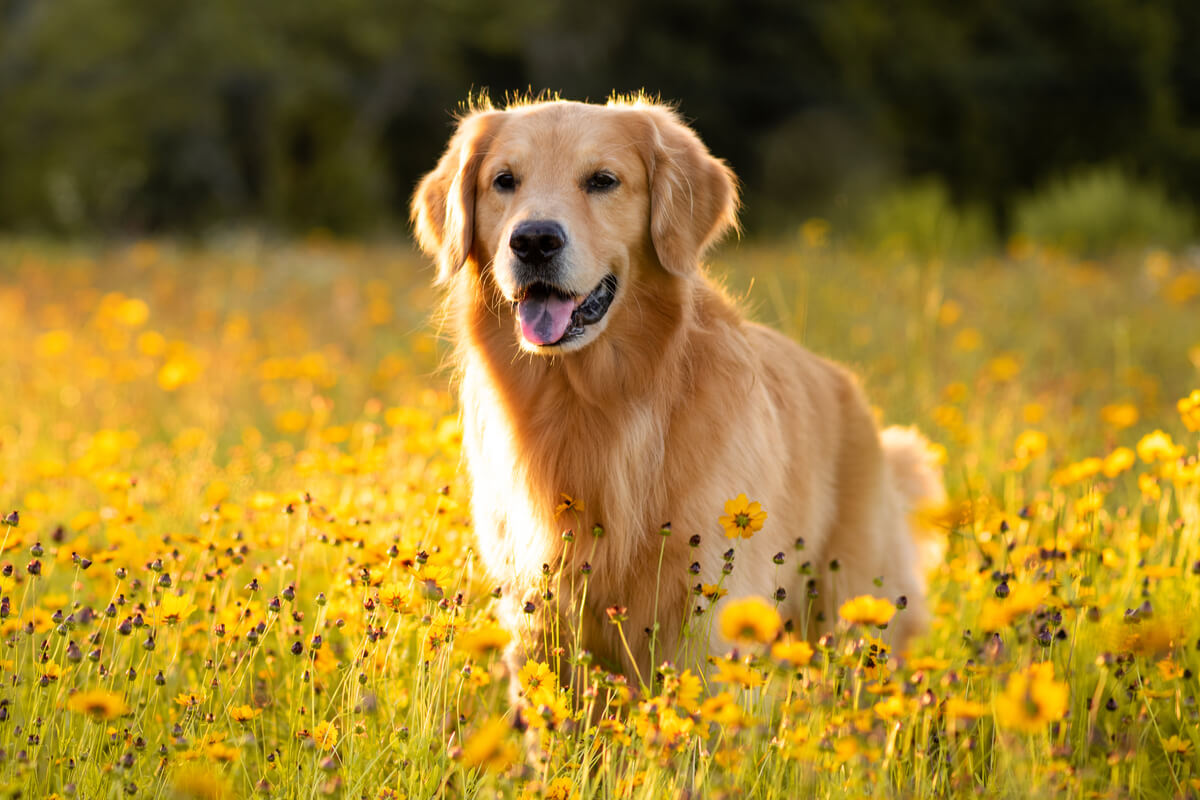 A cinomose pode atingir cães de diversas idades e raças 
