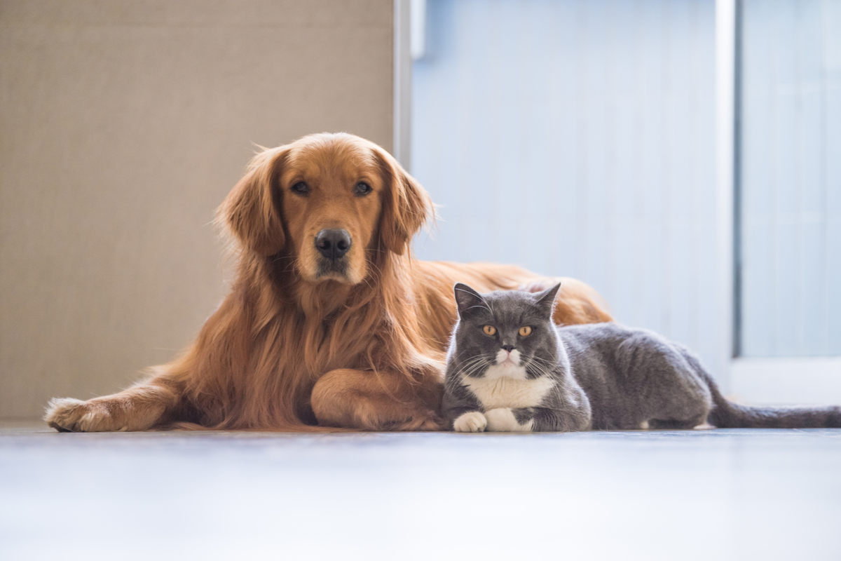 Os pelos possuem funções importantes para saúde dos animais 