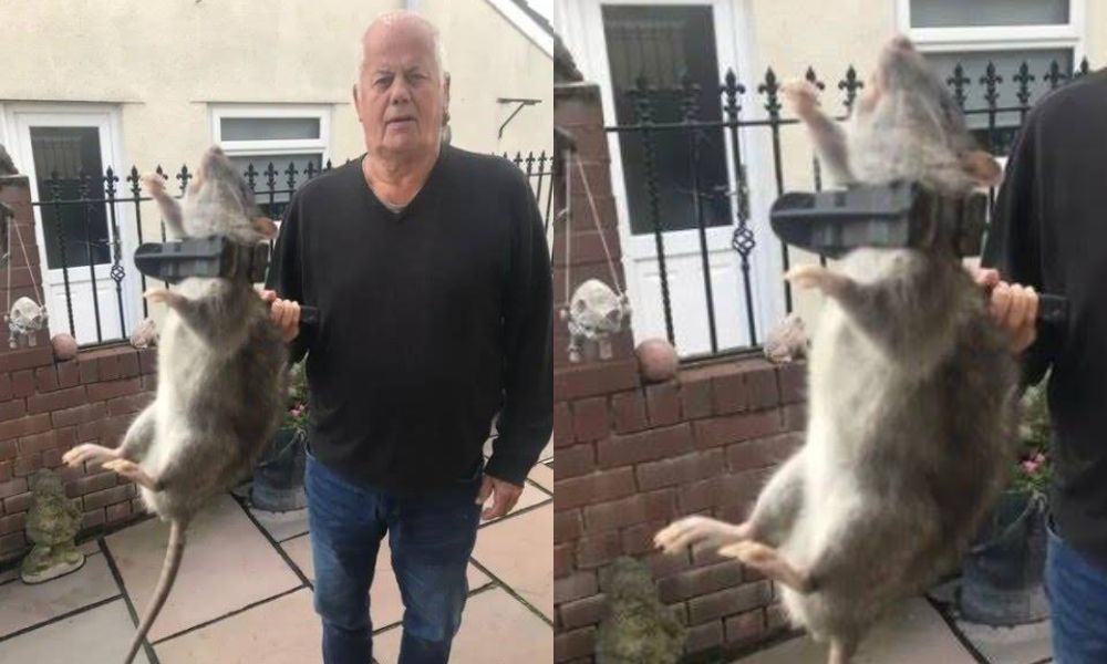 Homem encontra rato do tamanho de cachorro em casa, na Inglaterra - Mundo -  Diário do Nordeste