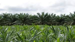 Plantação de óleo de palma