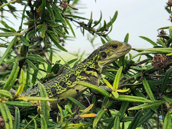 iguana cor-de-rosa; galápagos