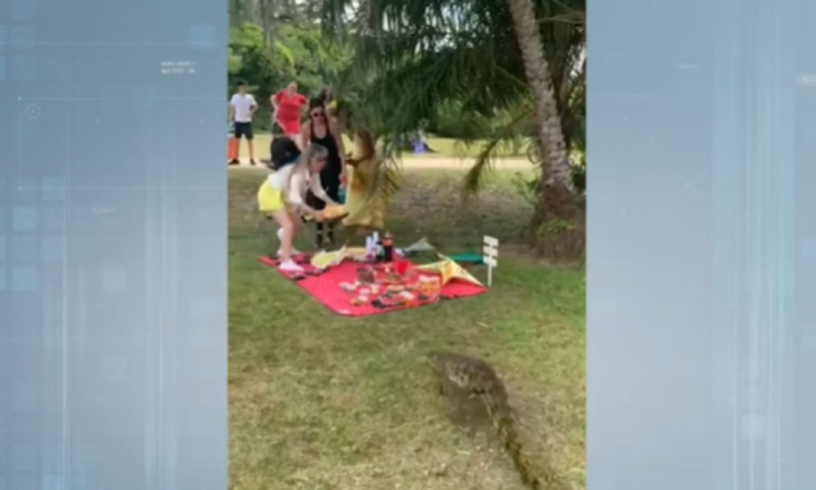 Jacaré 'invade' piquenique de amigos no Rio de Janeiro