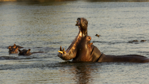 hipopótamo-comum; uganda