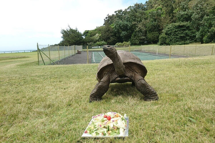 Tartaruga Jonathan: conheça o animal terrestre mais velho do mundo