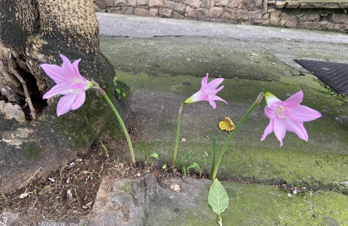 Flores bortam no chao de cimento