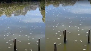Peixes mortos em lagoa