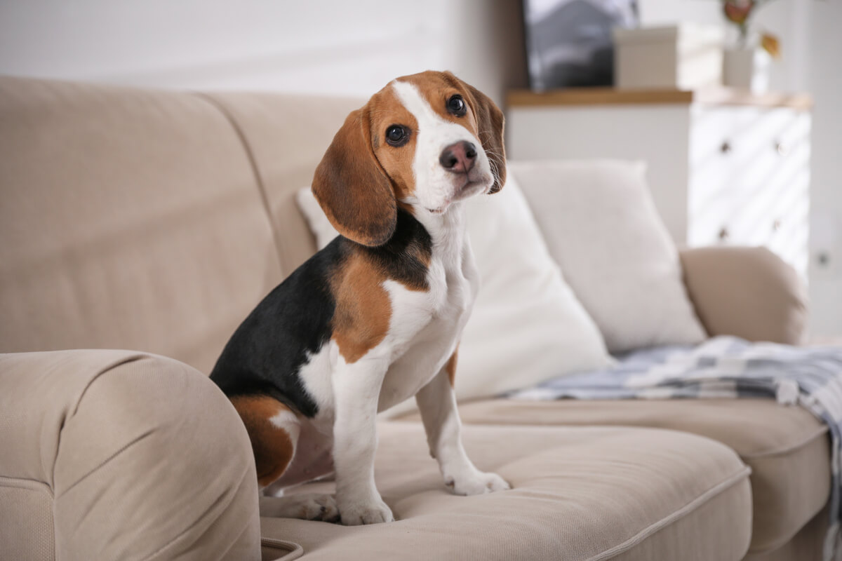 Há formas de o cachorro não se estressar com a saída do tutor de casa 