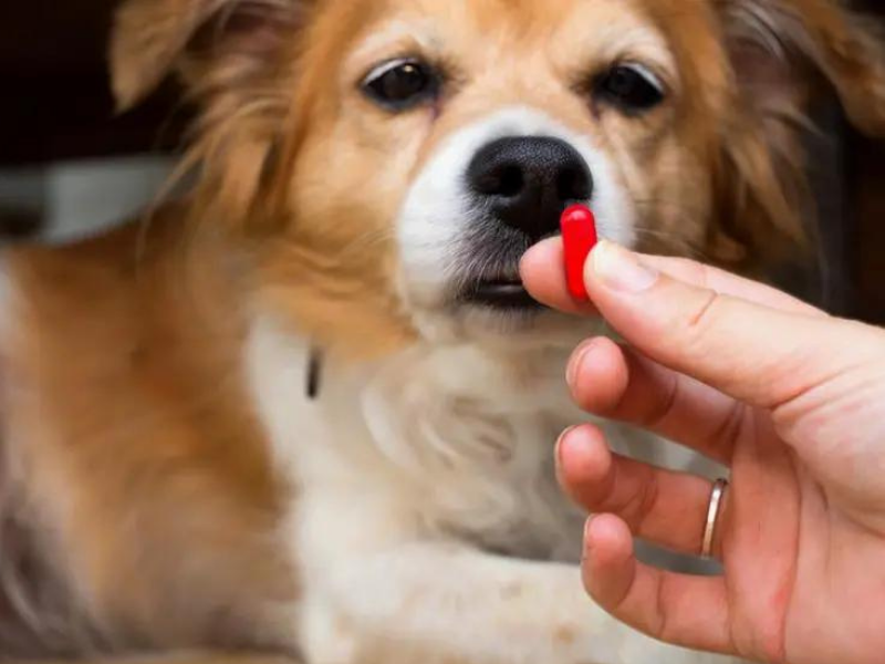 Remédios podem ser perigosos para  animais de estimação 