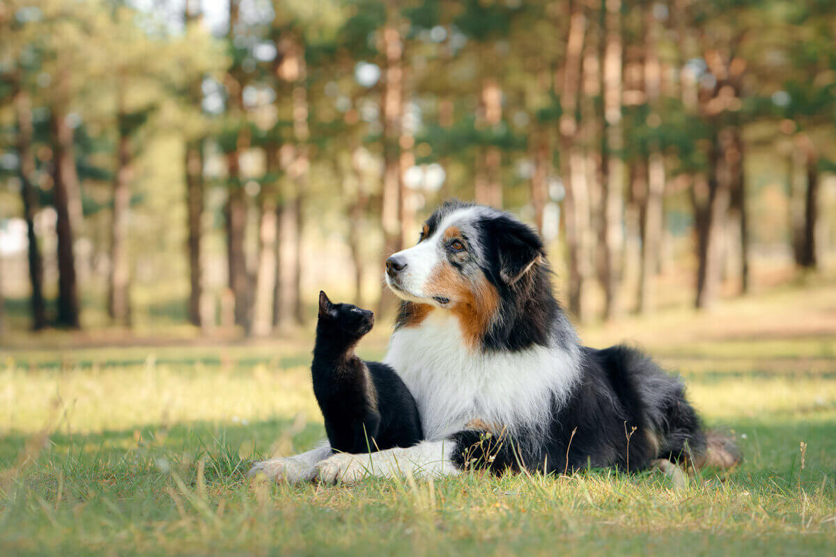 Alimentação correta fornece os nutrientes necessários para cães e gatos 