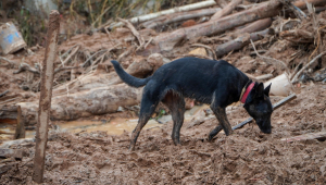 Cachorros da Polícia fazem buscas em área atingida na Vila Sahy
