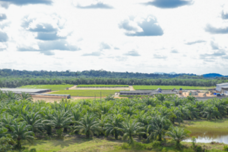 Plantação de palma de óleo na região Norte do país
