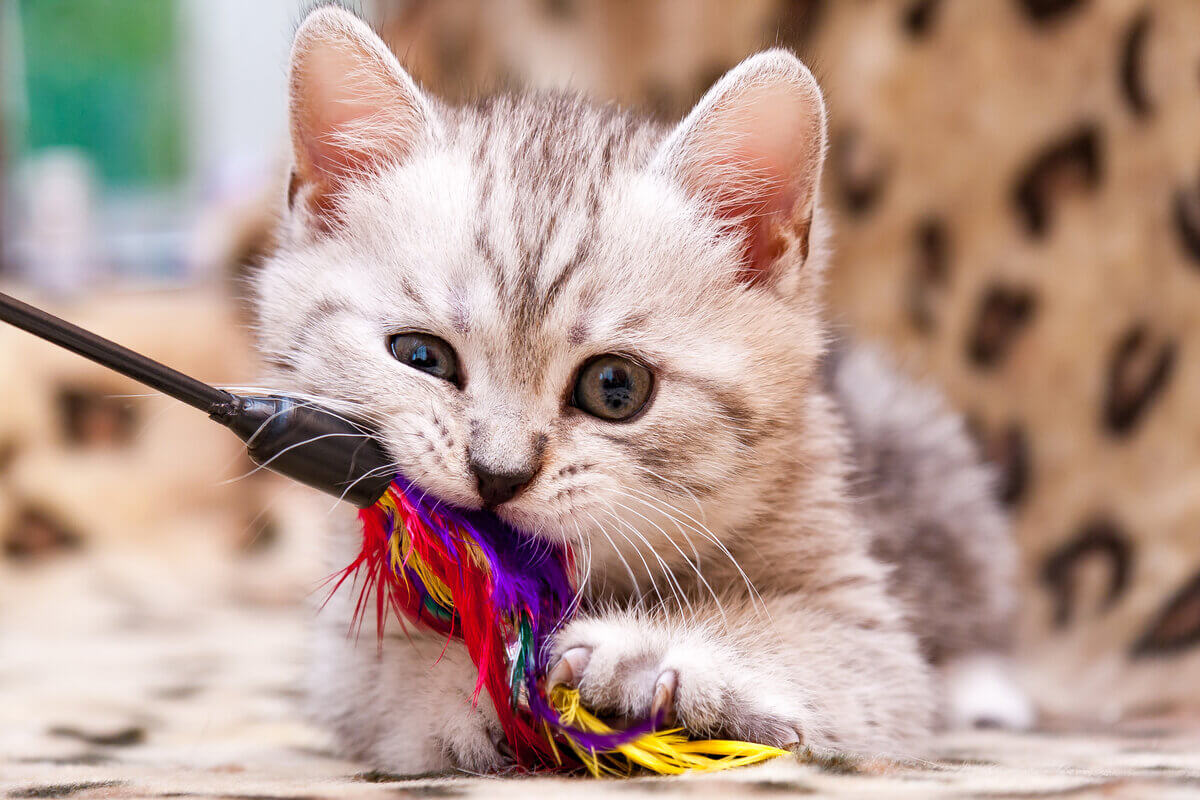 Brinquedos ajudam a manter os gatos felizes e saudáveis 