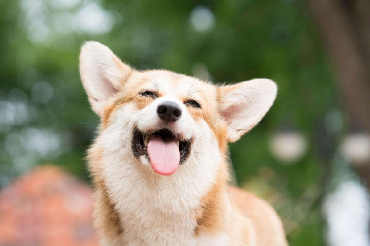 Cães também podem ter alergia na pele