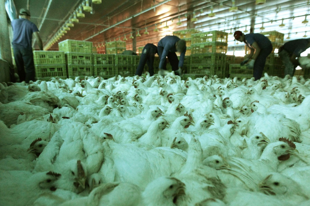 Ministério da Agricultura cria Centro de Emergência para controlar gripe aviária