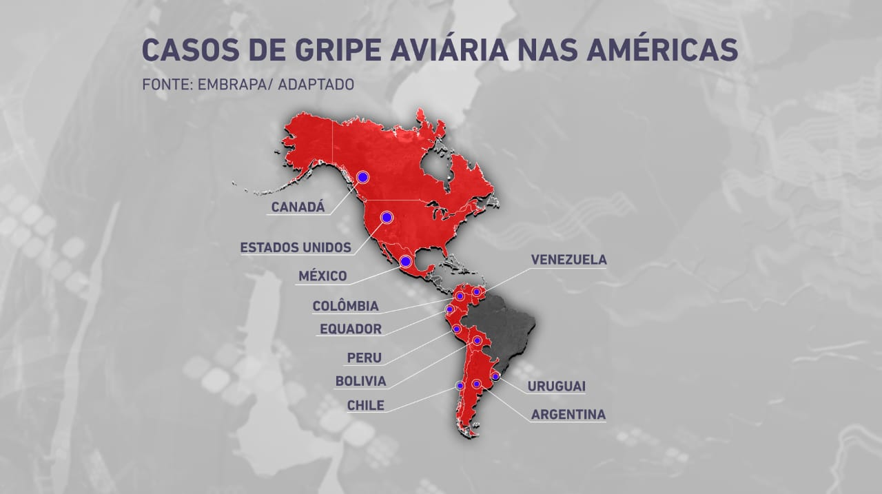 Gripe Aviária: Risco Para O Brasil é Maior Agora | Jovem Pan