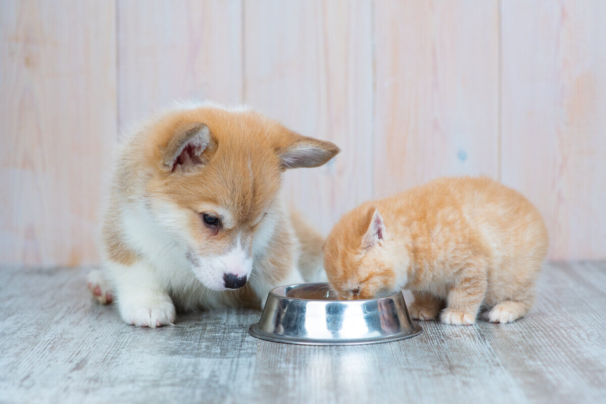 Ração é a principal alimentação para os animais de estimação 