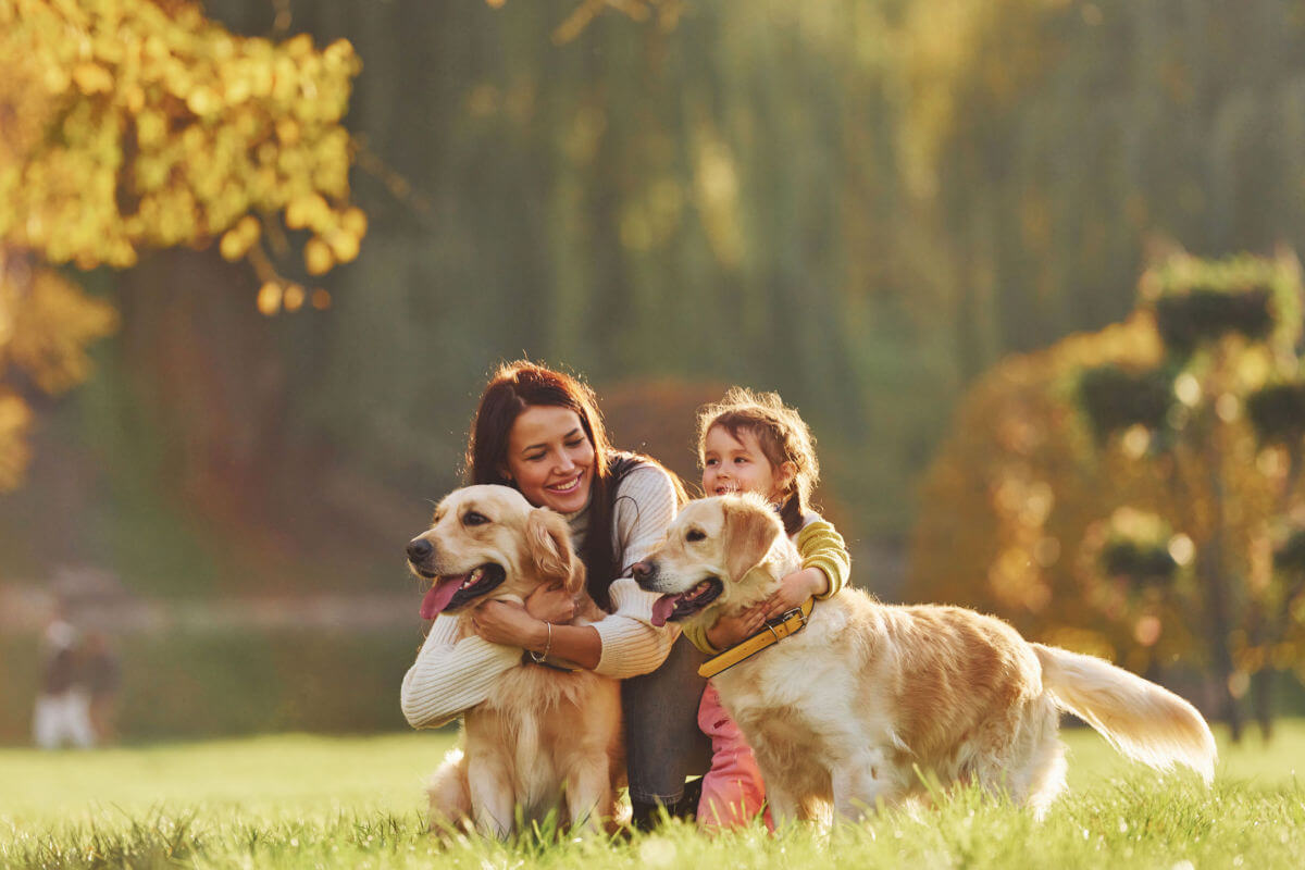 Goldens são ótimos companheiros para família 